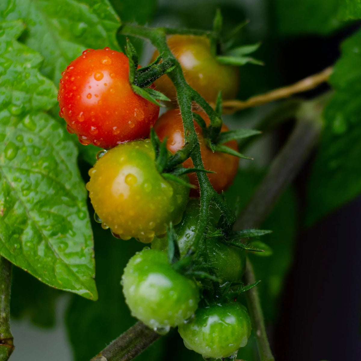 Estimulantes Vegetales
