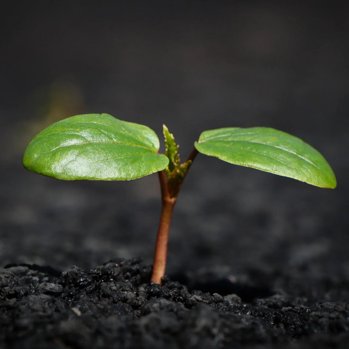 Nutrición Ecológica