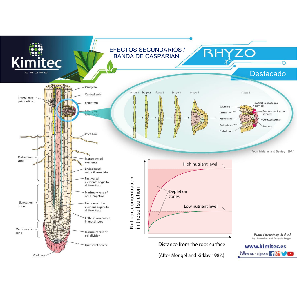 Rhyzo® | 1 KG   | Enraizante no hormonal