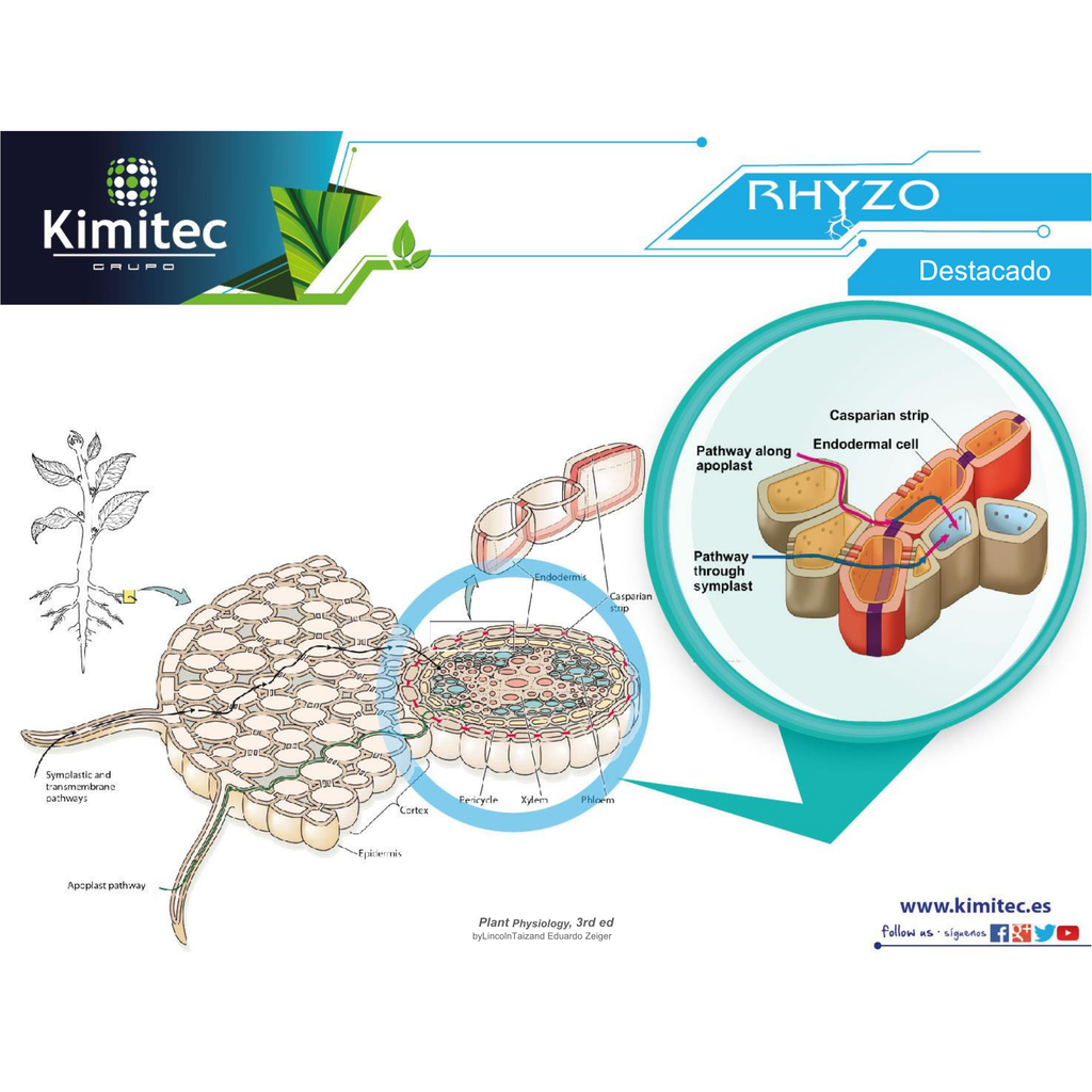 Rhyzo® | 1 KG   | Enraizante no hormonal